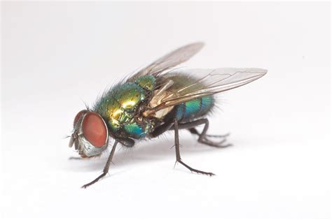 do blowflies lay eggs at night|are blow flies indoors.